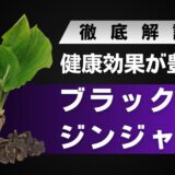 ブラックジンジャーとは？豊富な健康効果や精力効果に期待できる万能植物