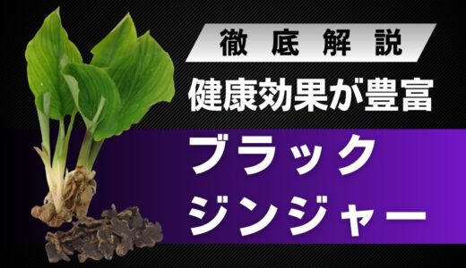 ブラックジンジャーとは？豊富な健康効果や精力効果に期待できる万能植物