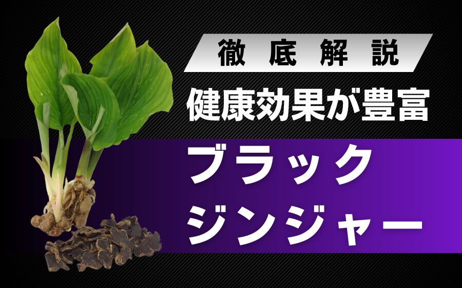 ブラックジンジャーとは？豊富な健康効果や精力効果に期待できる万能植物