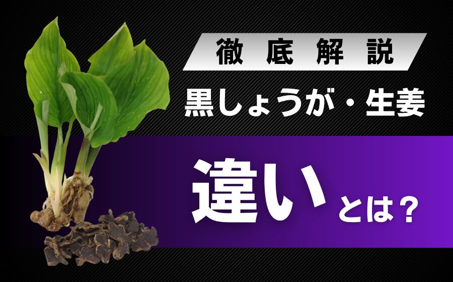 黒しょうがと生姜の違いとは？見た目・成分・味・香りなどの違いを解説