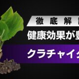 クラチャイダムとは？幅疲労健康効果が期待できる東南アジア系のハーブ